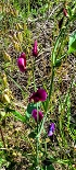 Plants: image 7 Of 208 Thumb